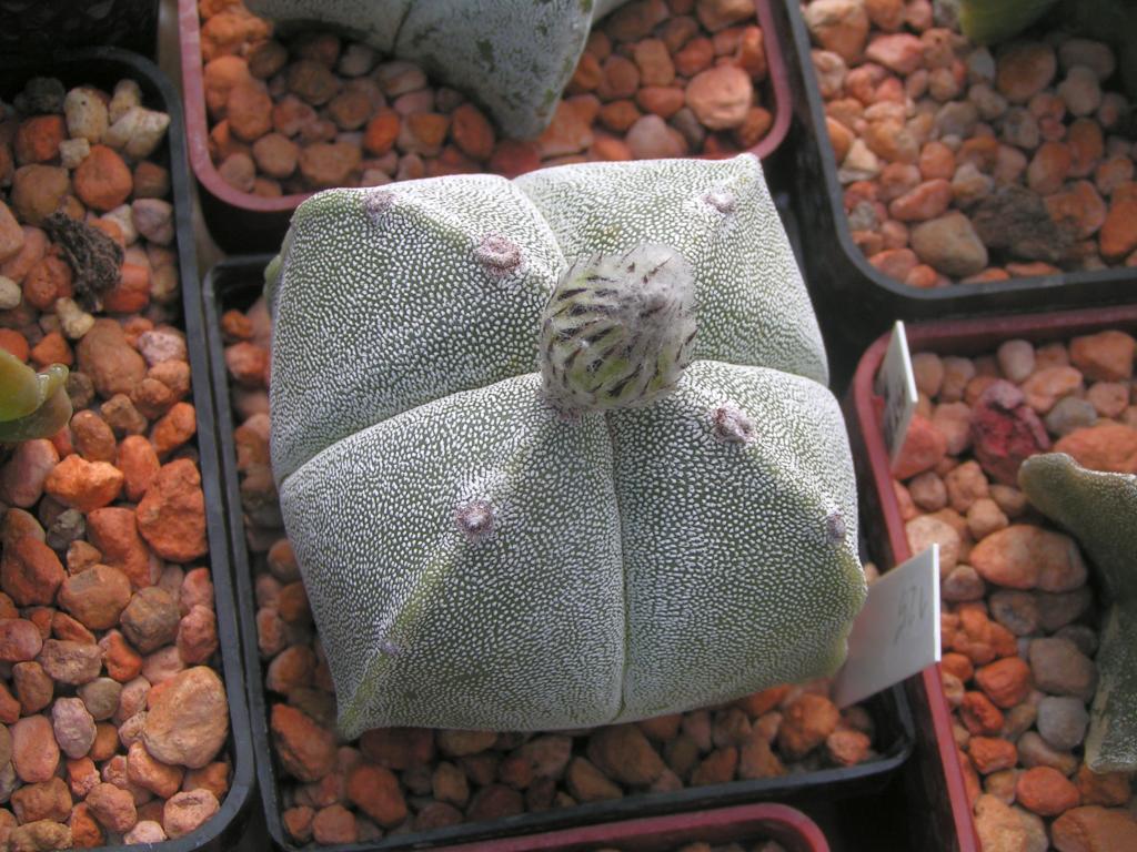 ASTROPHYTUM QUADRICOSTATUM